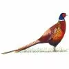 Clare Villar Clare Donegan Cock Pheasant Limited Edition Print -Lure Fishing Sales Shop f16a0232coc020.1
