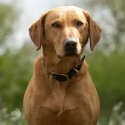 Farlows Bridle Leather Dog Collar -Lure Fishing Sales Shop f21a0288.2 1