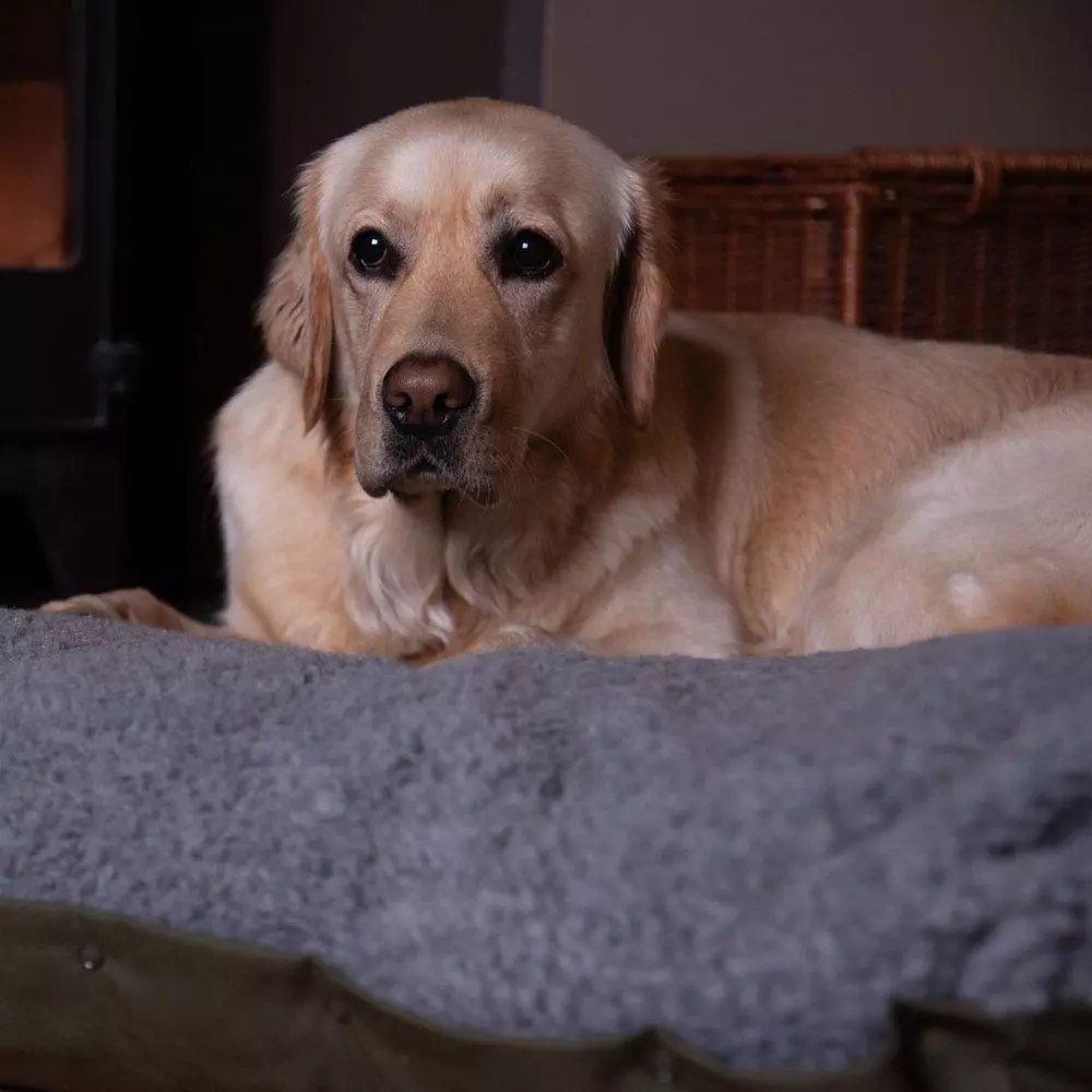 Farlows Duvet Dog Bed 6 Farlows Duvet Dog Bed - Image 4