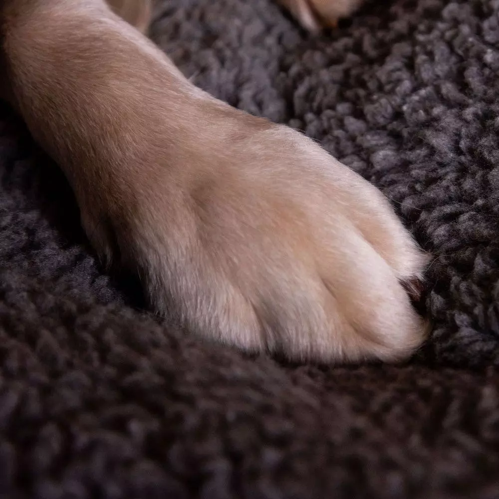 Farlows Duvet Dog Bed 7 Farlows Duvet Dog Bed - Image 5